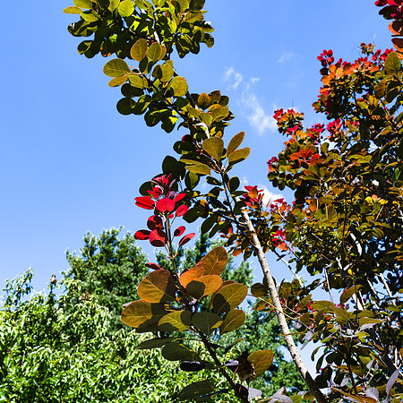 Crepe Myrtle 1