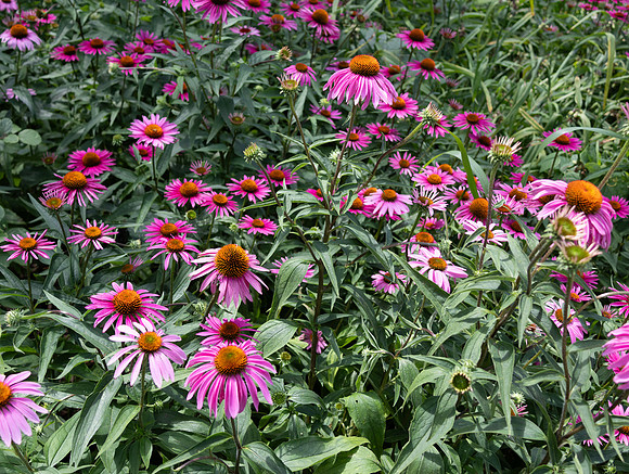 Purple Button Flowers