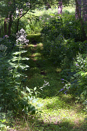 Fairy Path F  11x14