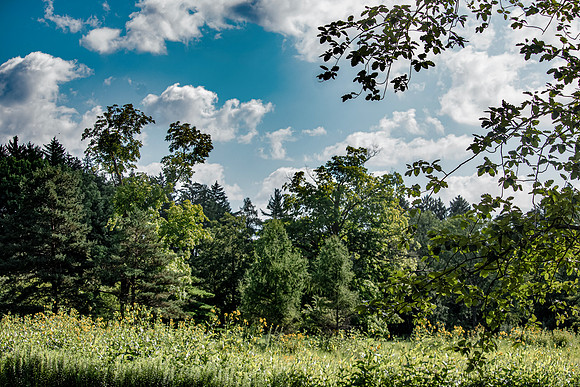 Field with Trees