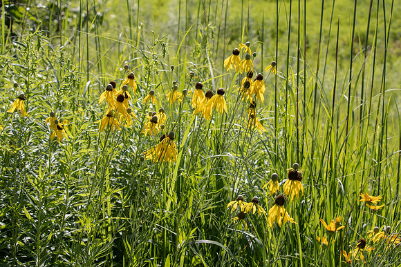 Daisy Wildflowers