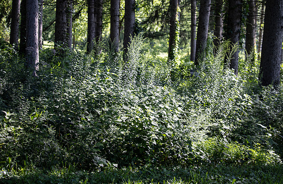 Green Plants