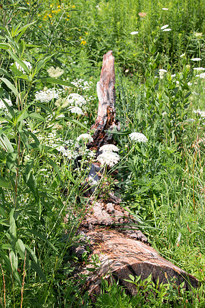 Log with White Flowers