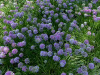 Purple Puff Balls 1