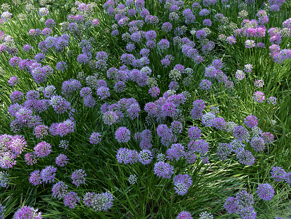 Purple Puff Balls 1