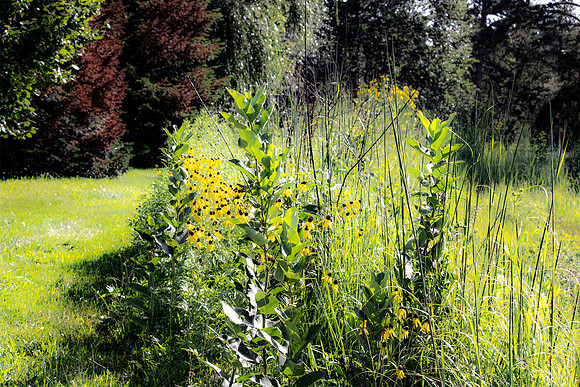 Yellow Daisys and Red Conifers