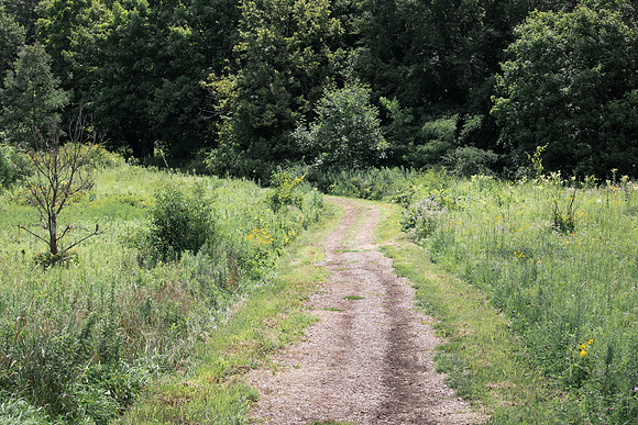 Summer Lane
