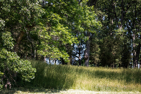 Trees with Grass