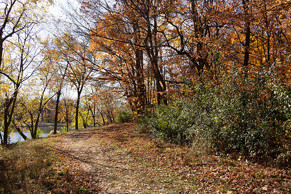 Path with Trees2