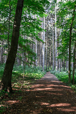 Spruce Plot 1