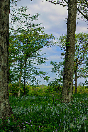 Morton Arboretum Through the Trees