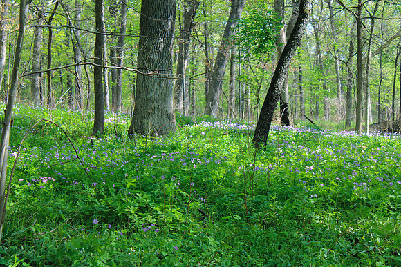 Morton Arboretum Woodland Carpet