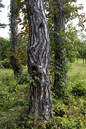 Strange Tree Trunk