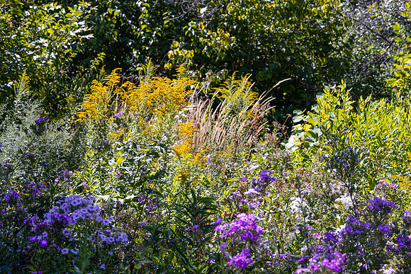 Prairie Flowers Yellow and Purple