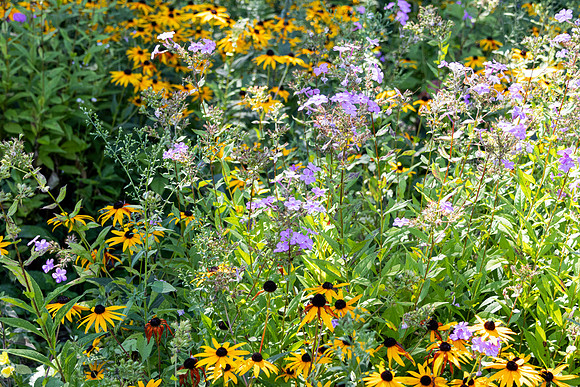 Daisies and Green