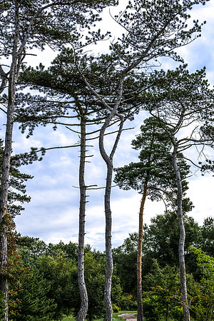 Tall Trees