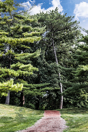 Crooked Tree 5