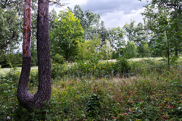 Crooked Tree 6
