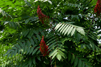 Red Weed Flowers