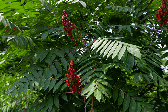 Red Weed Flowers