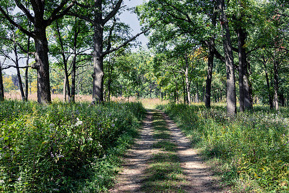 Woodland Path