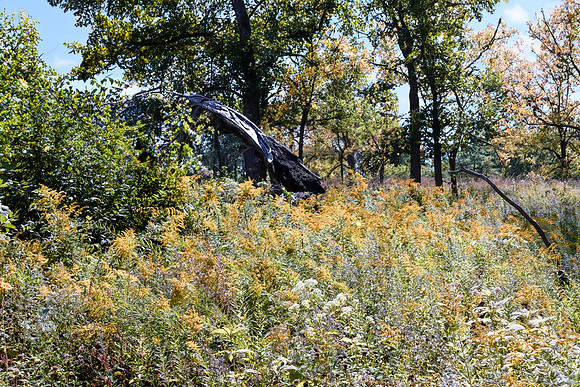 Dead Tree in Field