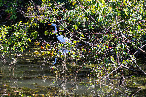White Egret