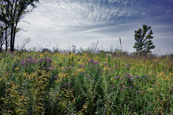 Prairie Field