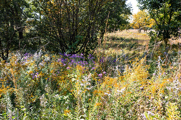 Prarie Scene5