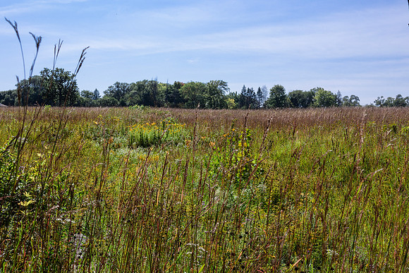 Prairie Field 4