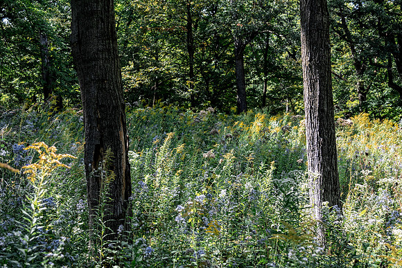 Through the Trees