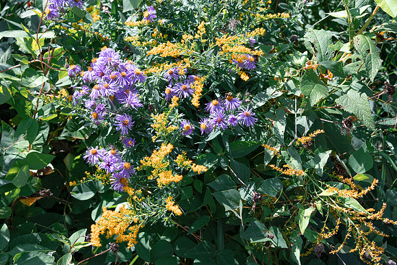 Prairie Purple and Yellow Flowers