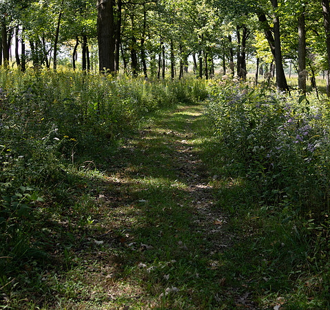 Wood Path Up Close_Wondershare