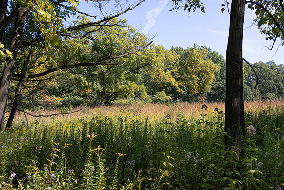 Prairie Through the Trees