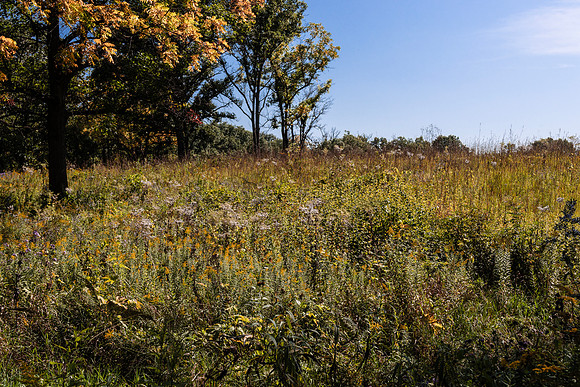Prairie Field 5