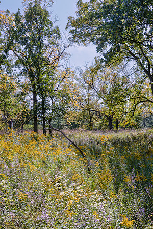 Prairie Field with Tree 3