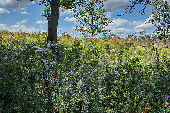 Green Grass and Prairie