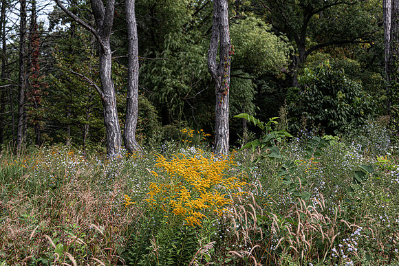 Crooked Trees and Yellow Flowers