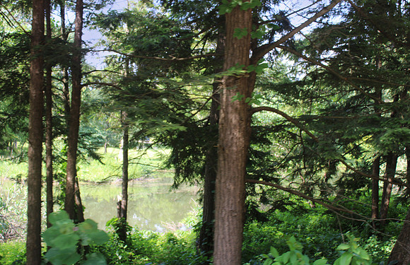 Forest Light 1