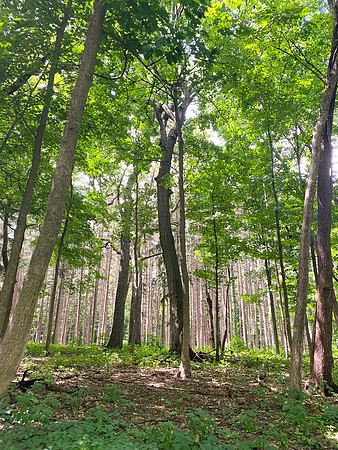 Trees in Shadows