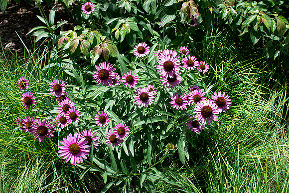 Purple Daisy Flowers