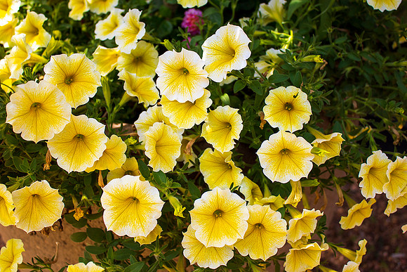 Pretty Petunias Yellow II