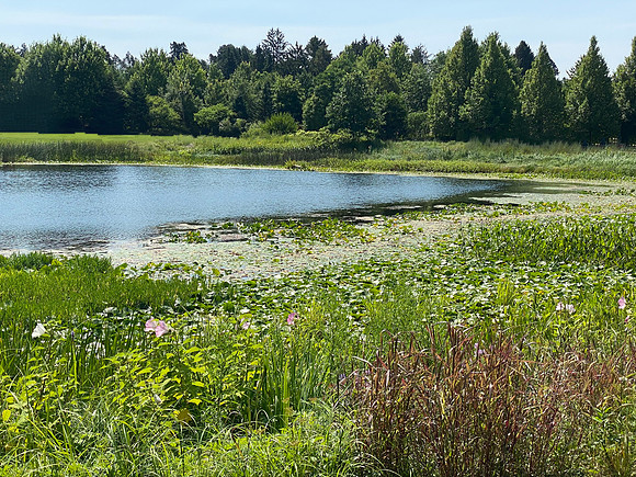 Meadow Pond 1