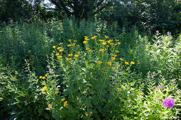 Prairie Flowers 2
