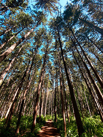 Birch Trees East Woods