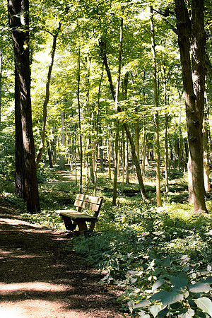 The Bench in the East Woods II