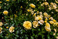 Yellow Roses