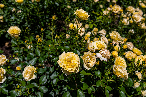 Yellow Roses