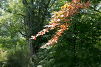 Orange Leaves