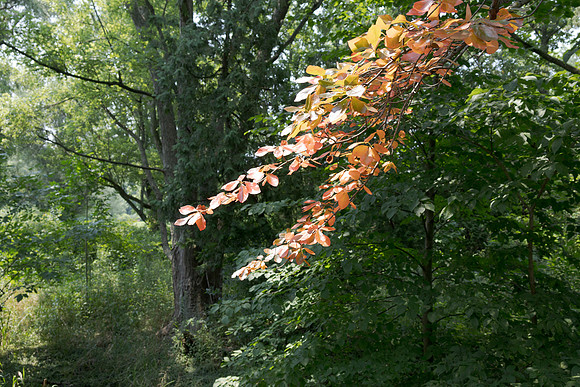 Orange Leaves